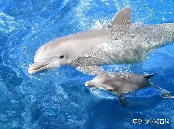 海豚直播：實(shí)時(shí)捕捉精彩足球瞬間，盡享球場(chǎng)激情