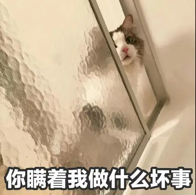 大家有没有猫的沙雕表情包