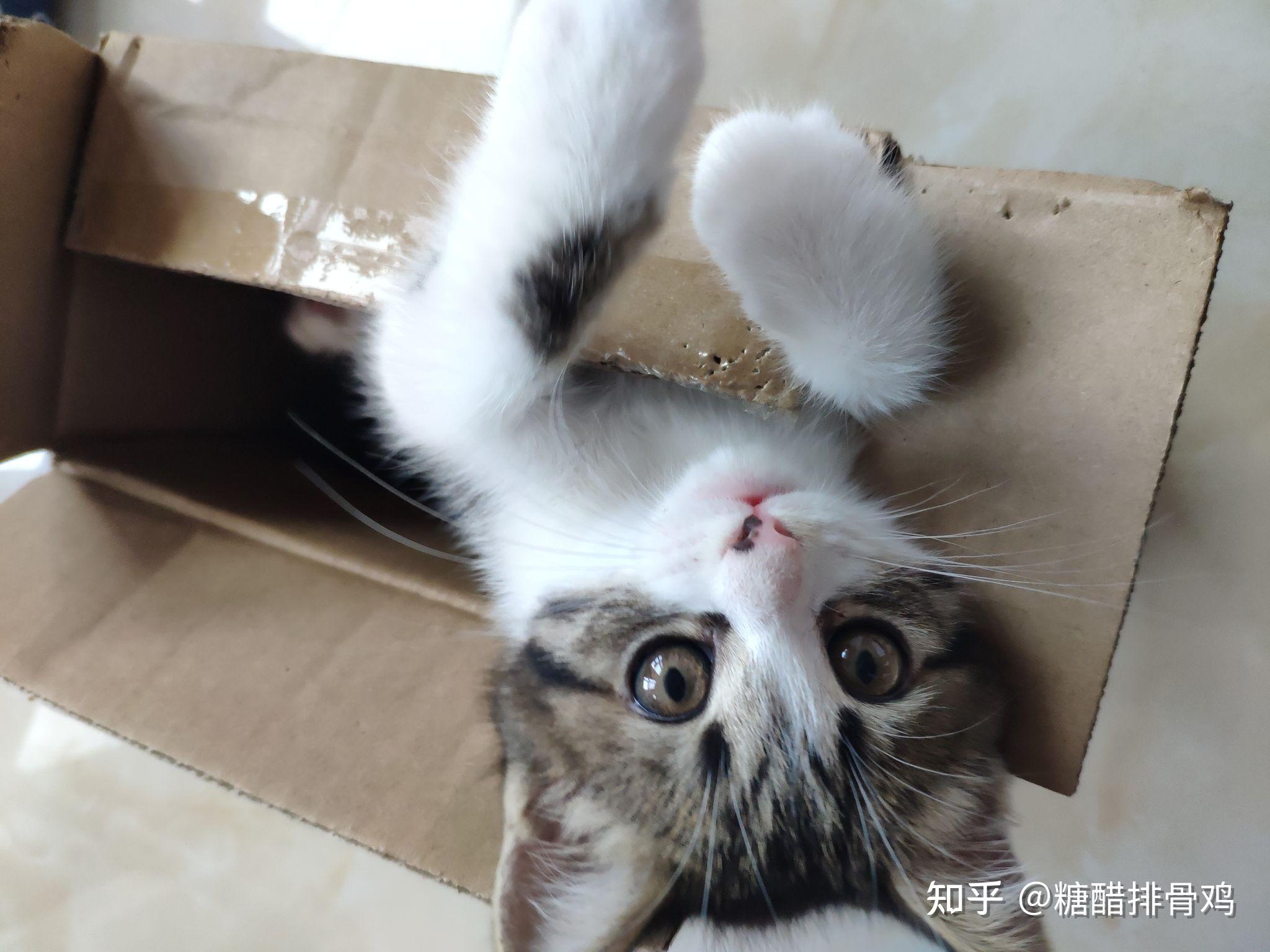 英短蓝猫和狸花猫配种会生出什么样的猫啊?求上图! - 知乎