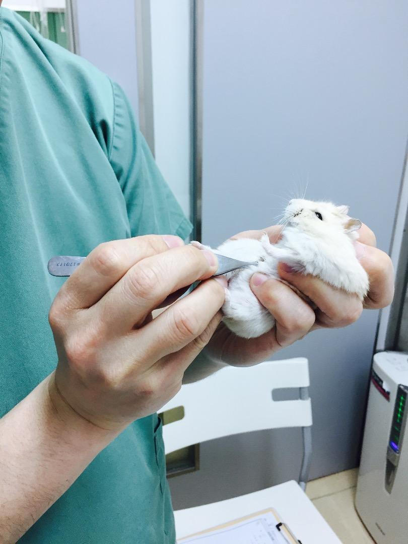 小仓鼠paper看病记