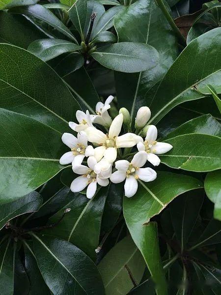 植物界全系列伞形目海桐花科