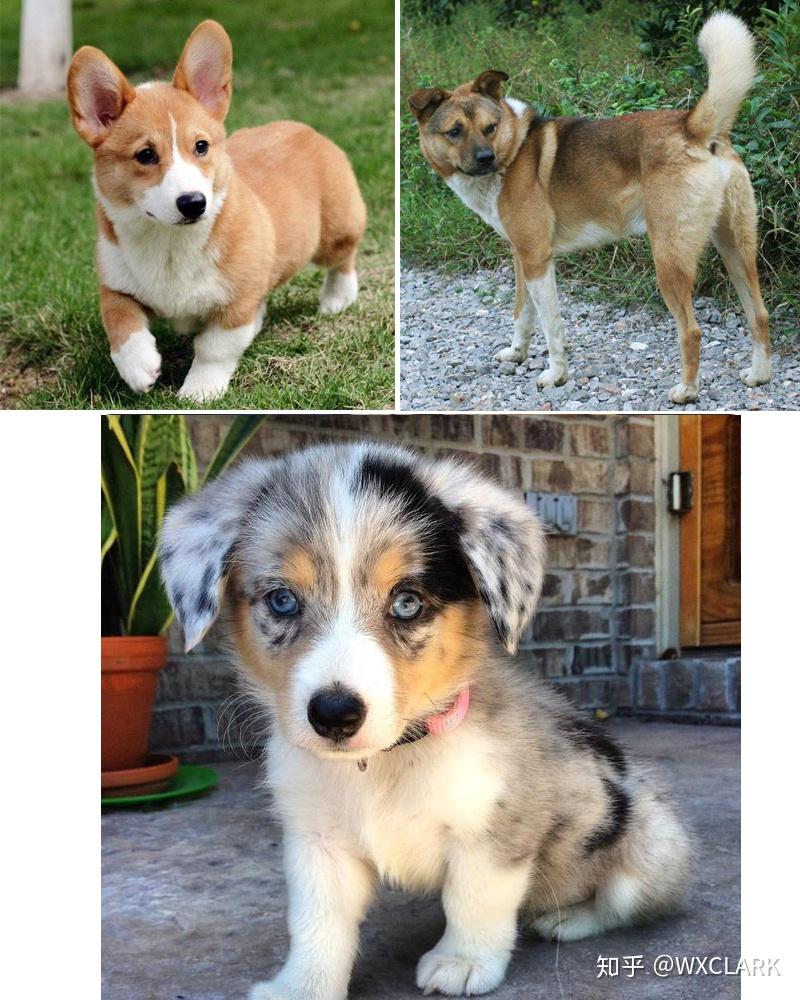 法斗vs比格巴哥vs比格贵宾犬vs马尔济斯犬拉布拉多vs罗威纳拉布拉多vs