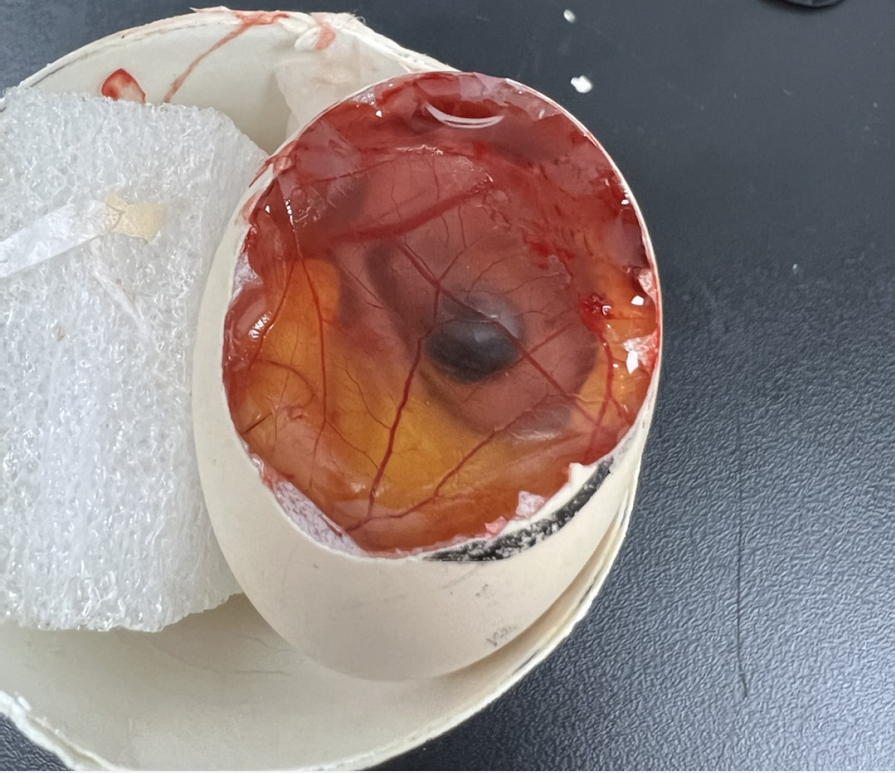 揭秘鸡胚绒毛尿囊膜cam模型为何应用广泛