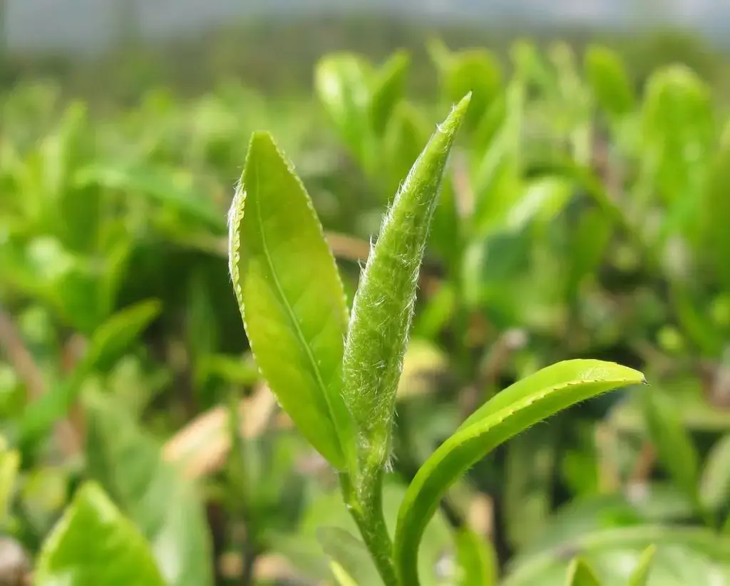 聚焦丨7批次有机茶认证证书被撤销给出了什么警示