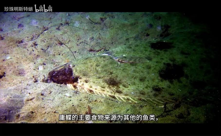 你可能吃过的“巨型比目鱼” 最大鲽形目-庸鲽属的简单介绍 - 知乎
