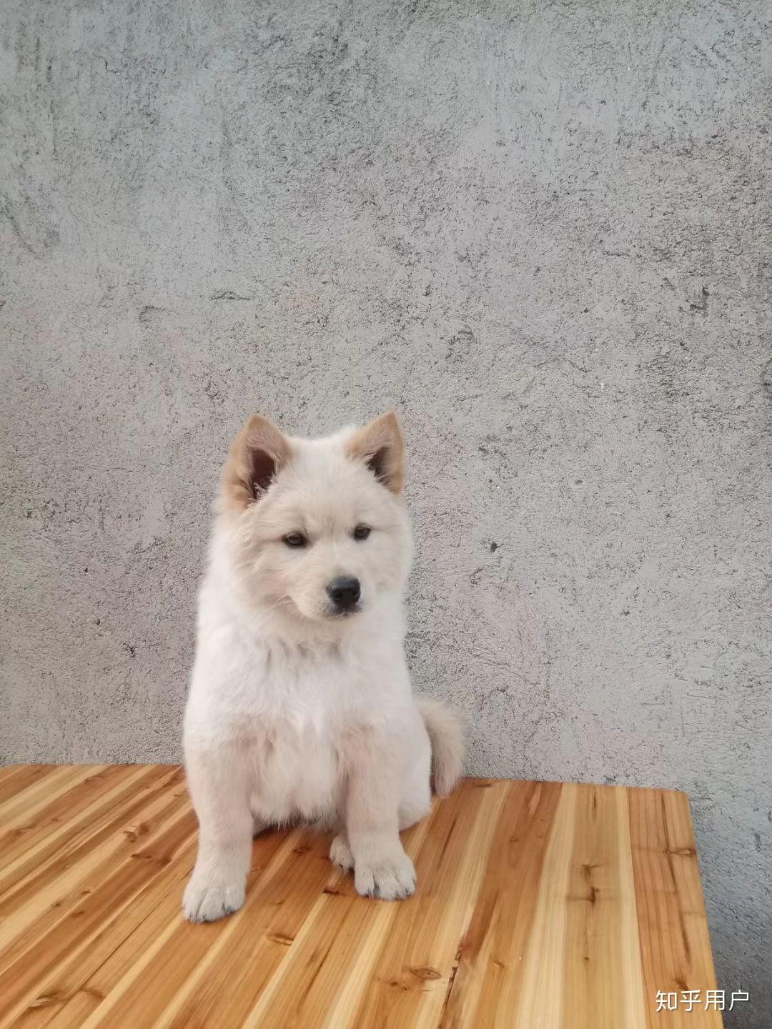 为什么大家不喜欢养土狗,土狗聪明吗?