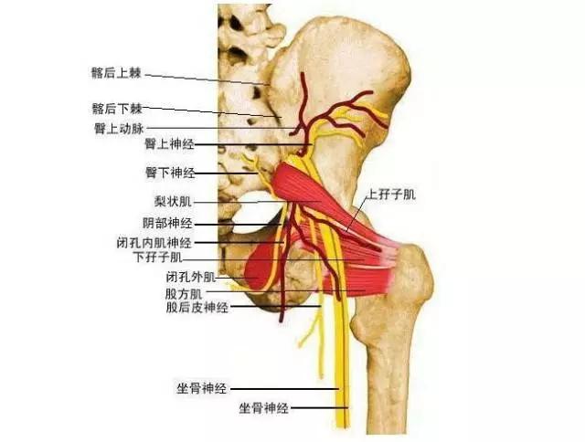 梨状肌综合症的康复锻炼 知乎