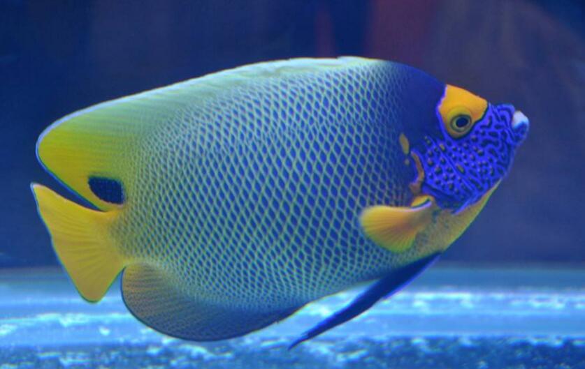 爱上养鱼揭秘观赏鱼四大造假方法