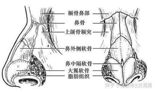 首大冯文凤 鼻中隔偏曲暗藏哪些 杀机 知乎