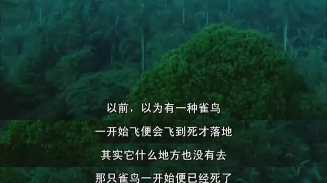 那些令人心疼的无脚鸟终究在孤独中死去