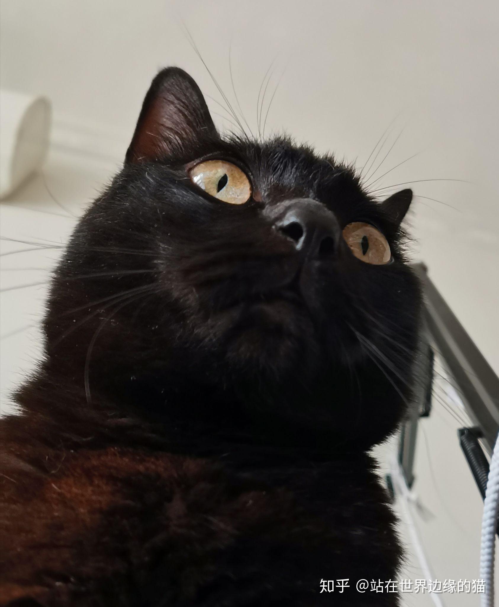 什么是玄猫，什么样的人适合养玄猫，有什么禁忌吗？ - 知乎