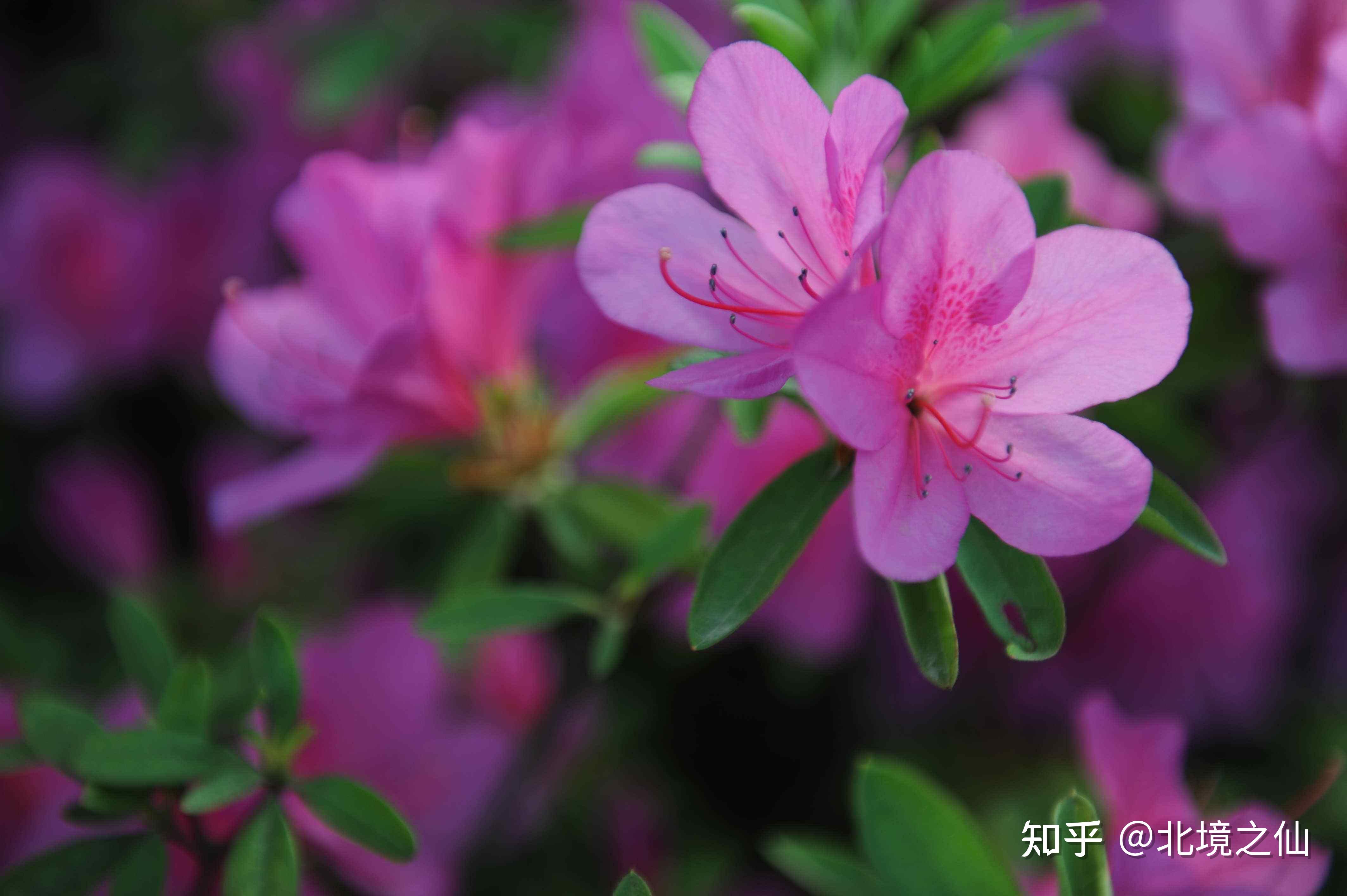 古代雅称：花卉 - 知乎