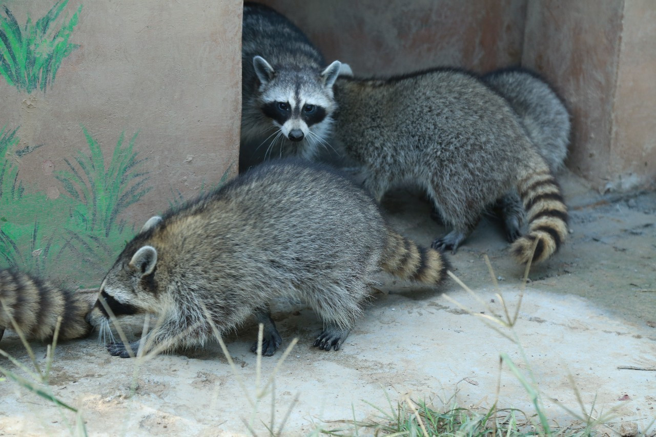 爱干净的小浣熊吃棉花糖也要洗一洗