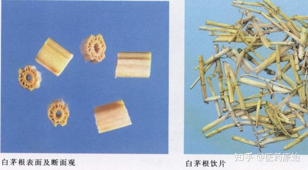 带你识别白茅根 - 知乎