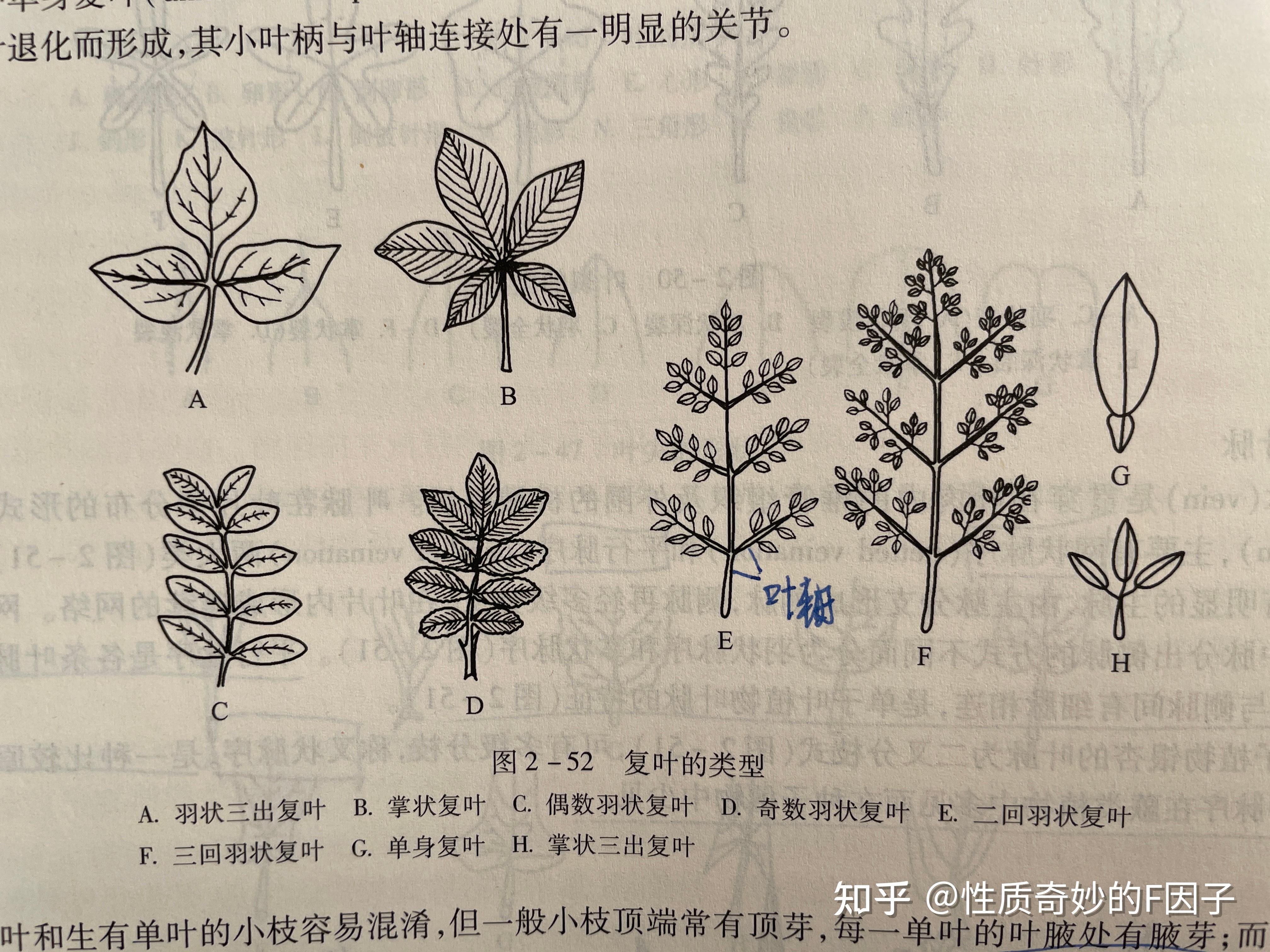 一回、二回、三回羽状复叶和单身复叶各有什么特点? - 知乎