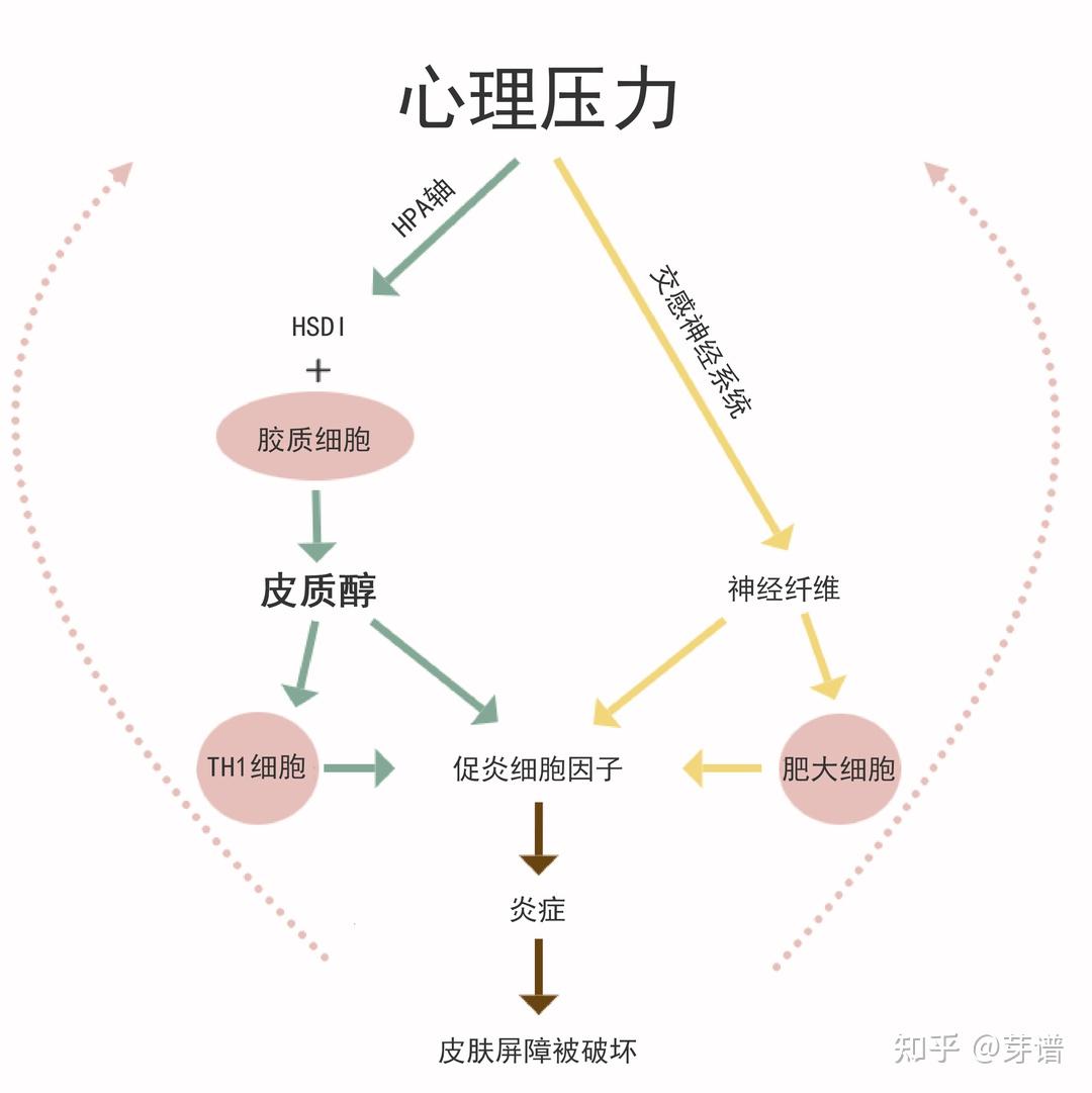 当皮质醇过多时,血糖就会过度升高,可能会导致糖尿病的出现,这是加速