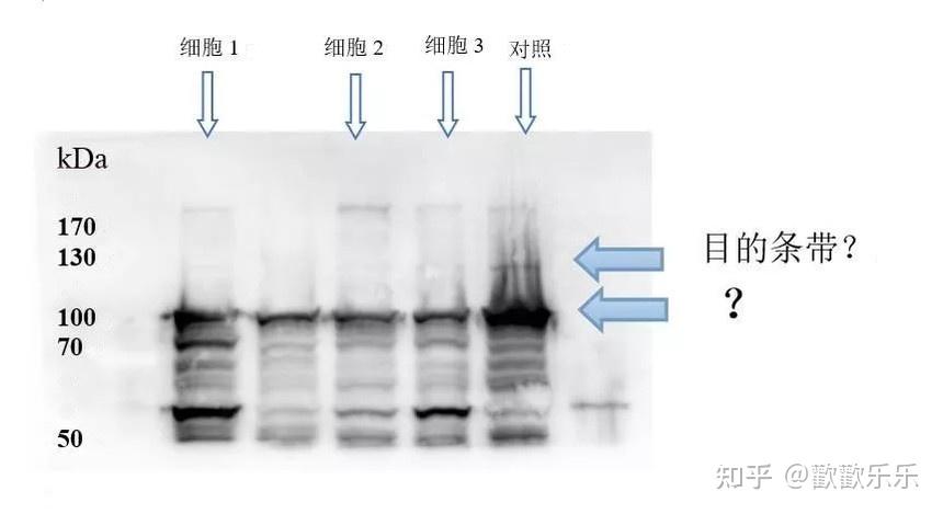westernblot结果常见问题分析