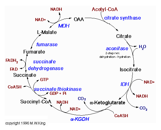 三羧酸循環的過程與酶(一)