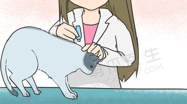 收养流浪猫之前 要做哪些准备 捡到一只猫 知乎