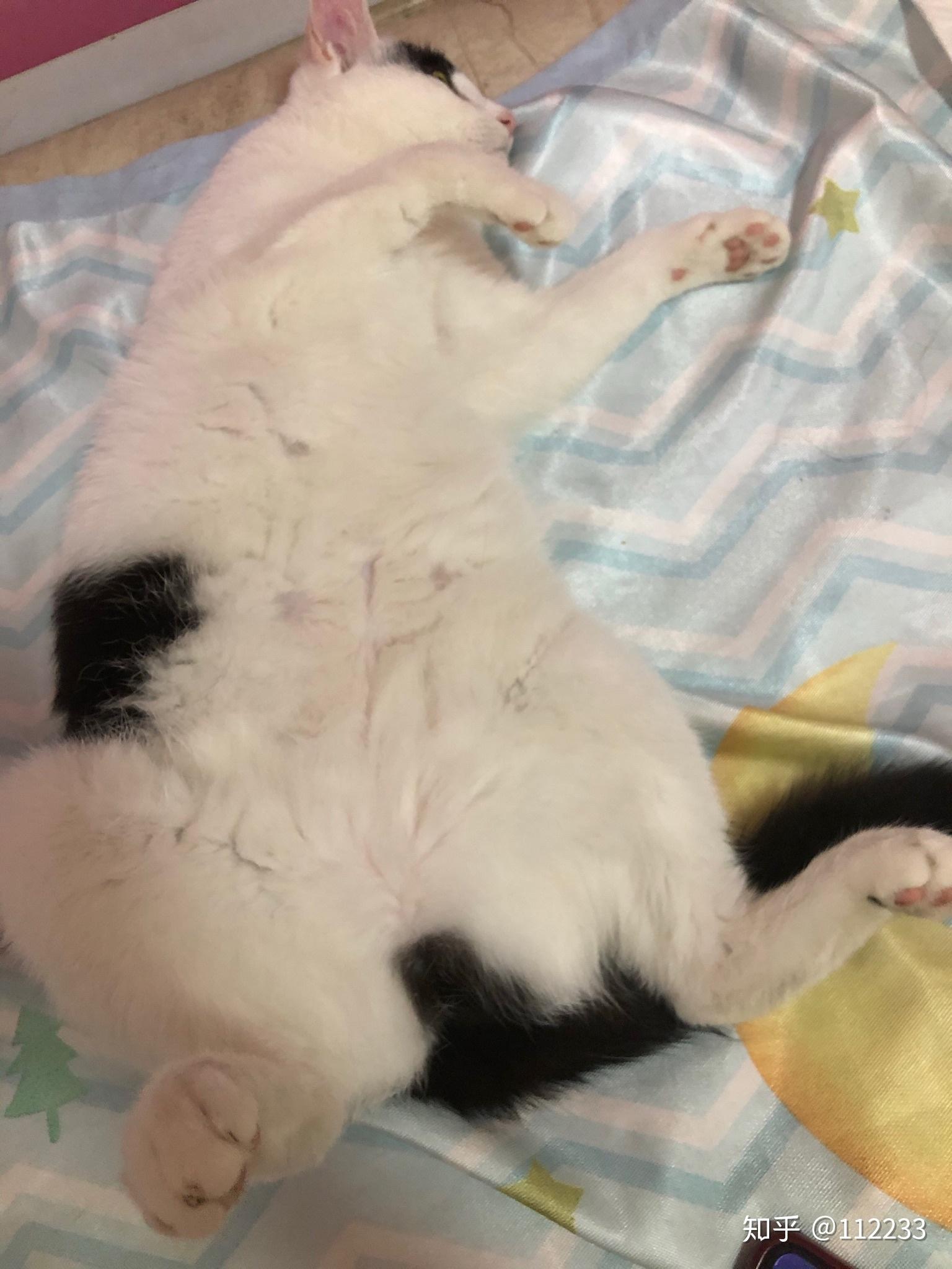 猫肚子大是吃胖了还是腹水? - 知乎