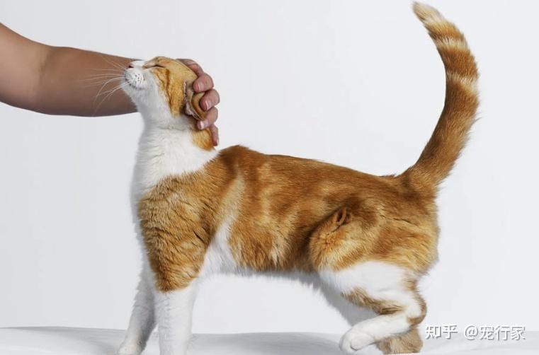 撸猫也要讲究手法！撸不好，猫主子立刻会翻脸！如何正确撸猫？ - 知乎