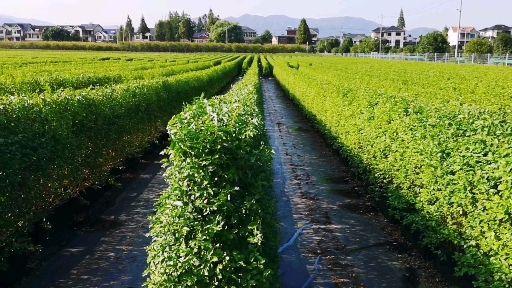 这么完美的绿篱墙最适合花园围合了