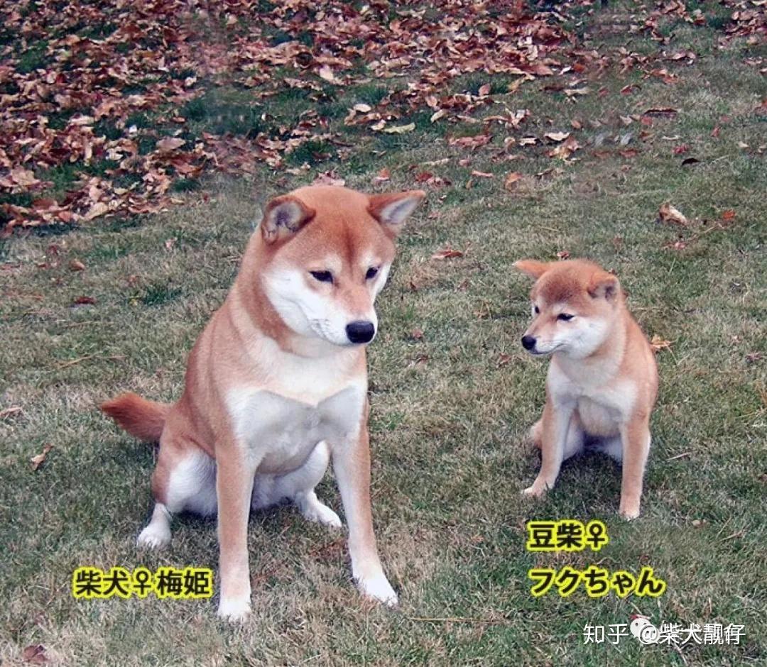 豆柴or小体柴犬，你真的分清了吗？它们体型虽小但本质却不同哦- 知乎