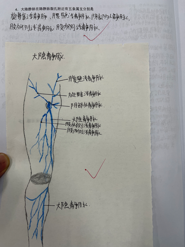 局部解剖学实验股前内侧区实验报告 - 知乎