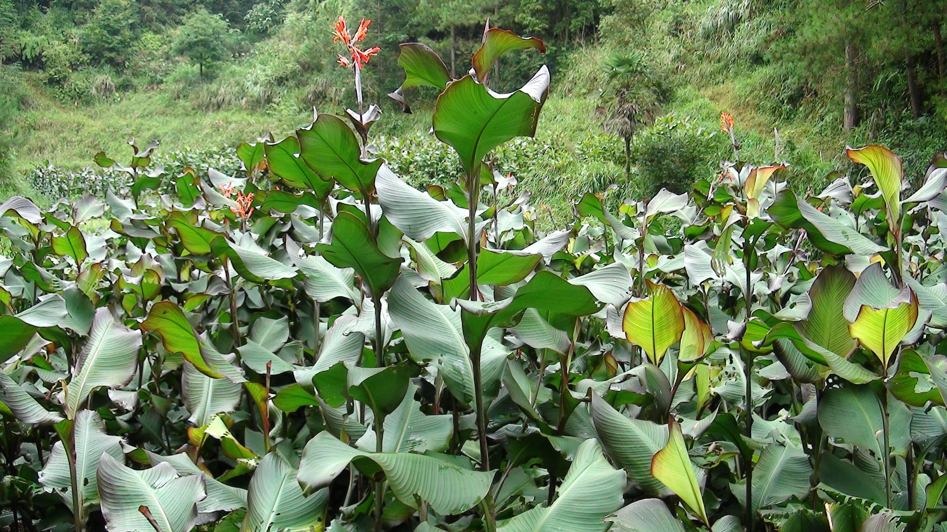 不同地区叫法不一,芭蕉芋又称旱藕,蕉藕,姜芋,四川等地区称之为白金芋