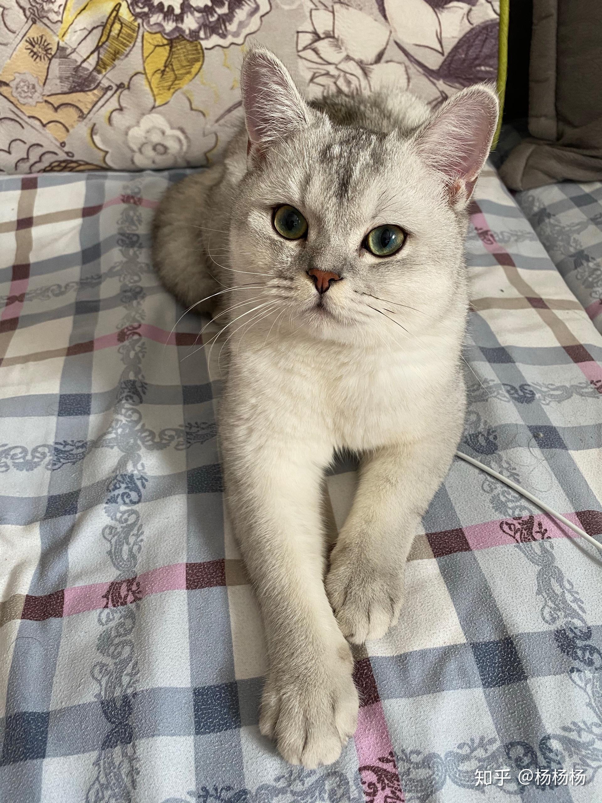 这个银渐层品相如何,多少钱入手合适?