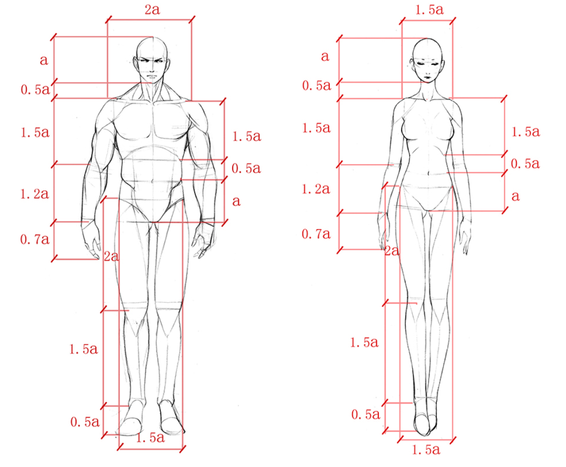 怎么画人体比例?
