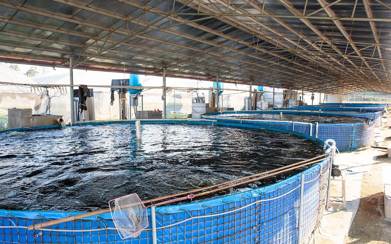 在农村如何科学养鱼? - 知乎