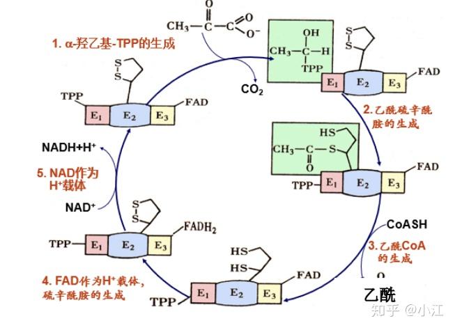 1mol苹果酸进入三羧酸循环可以产生多少atp?