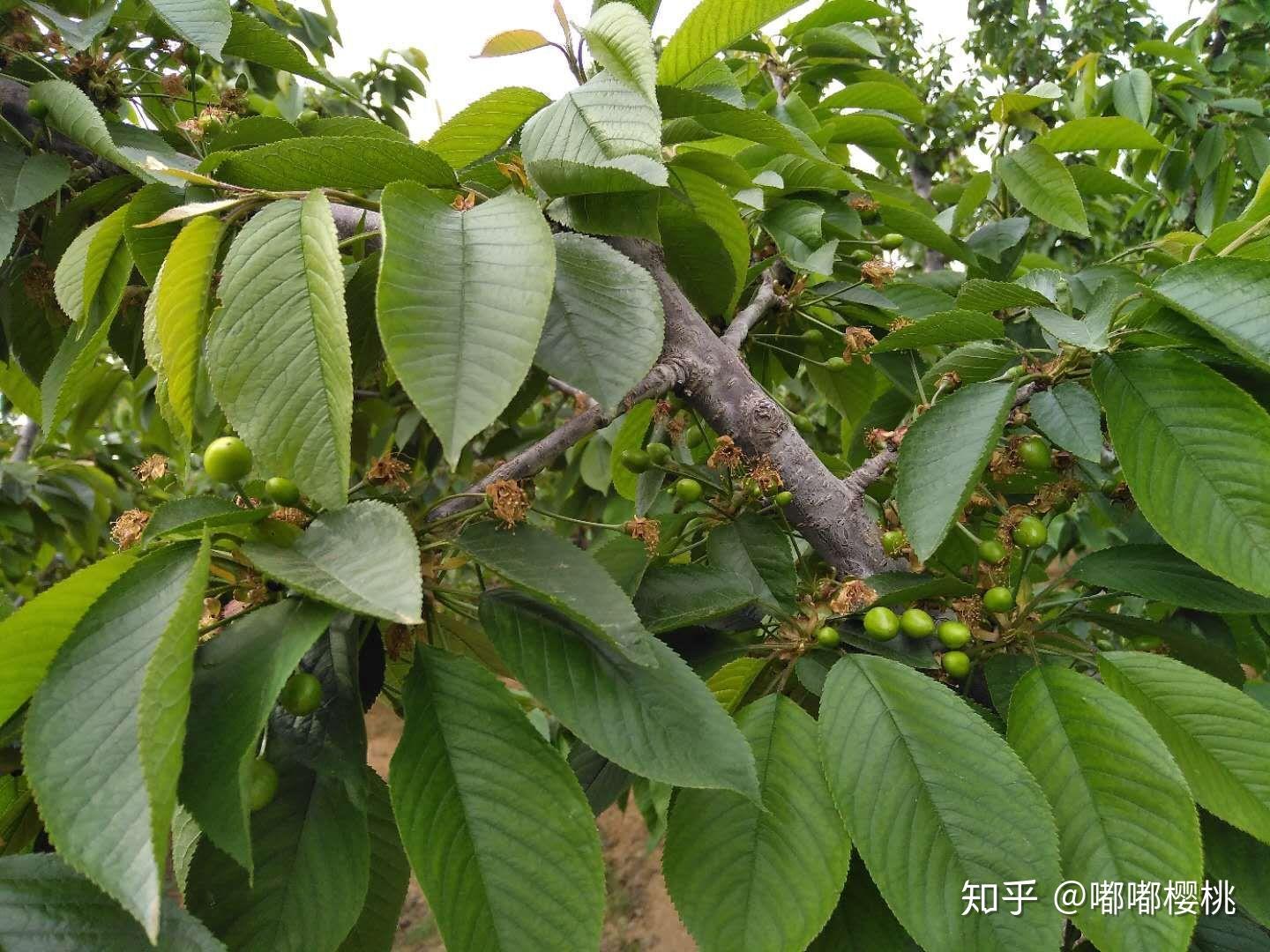 樱桃的叶子是什么样子的,家里有一颗车厘子一颗樱桃,不确定是不是樱桃