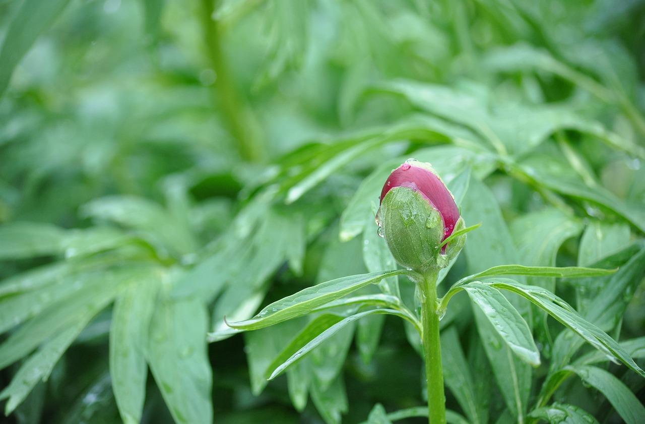 如何区分牡丹与芍药