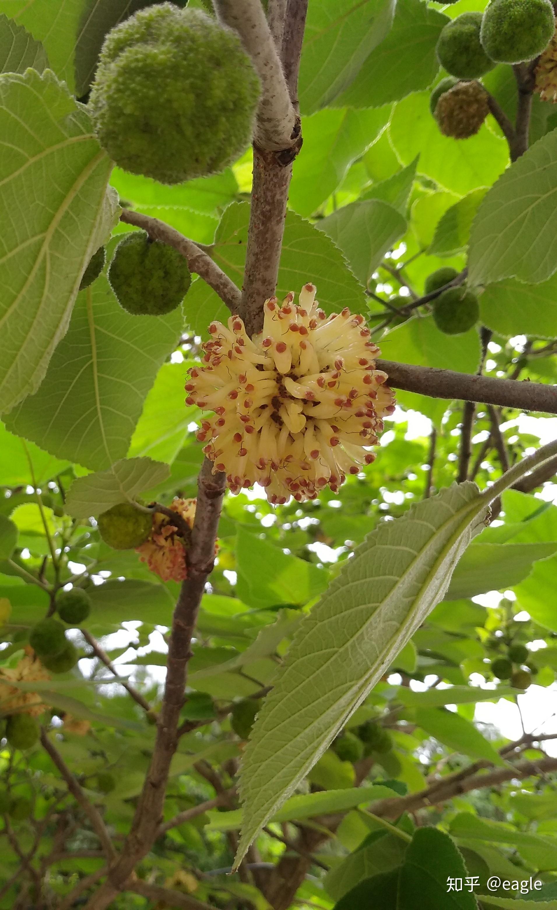 香山植物记002构树