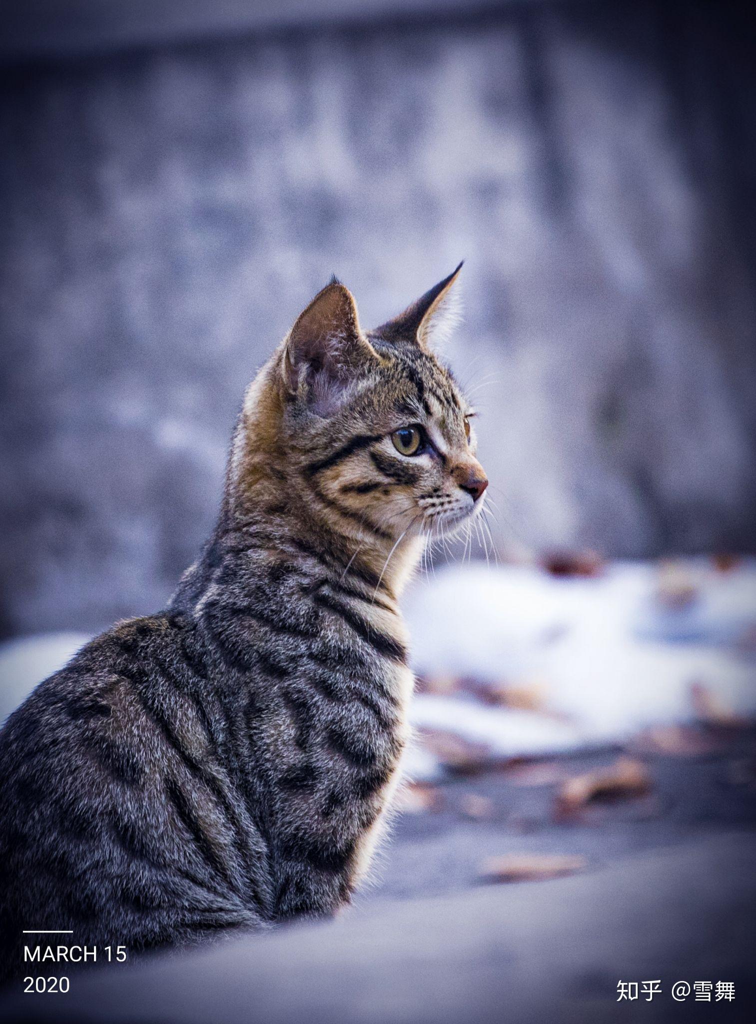 中华田园猫的颜值有多高? - 知乎