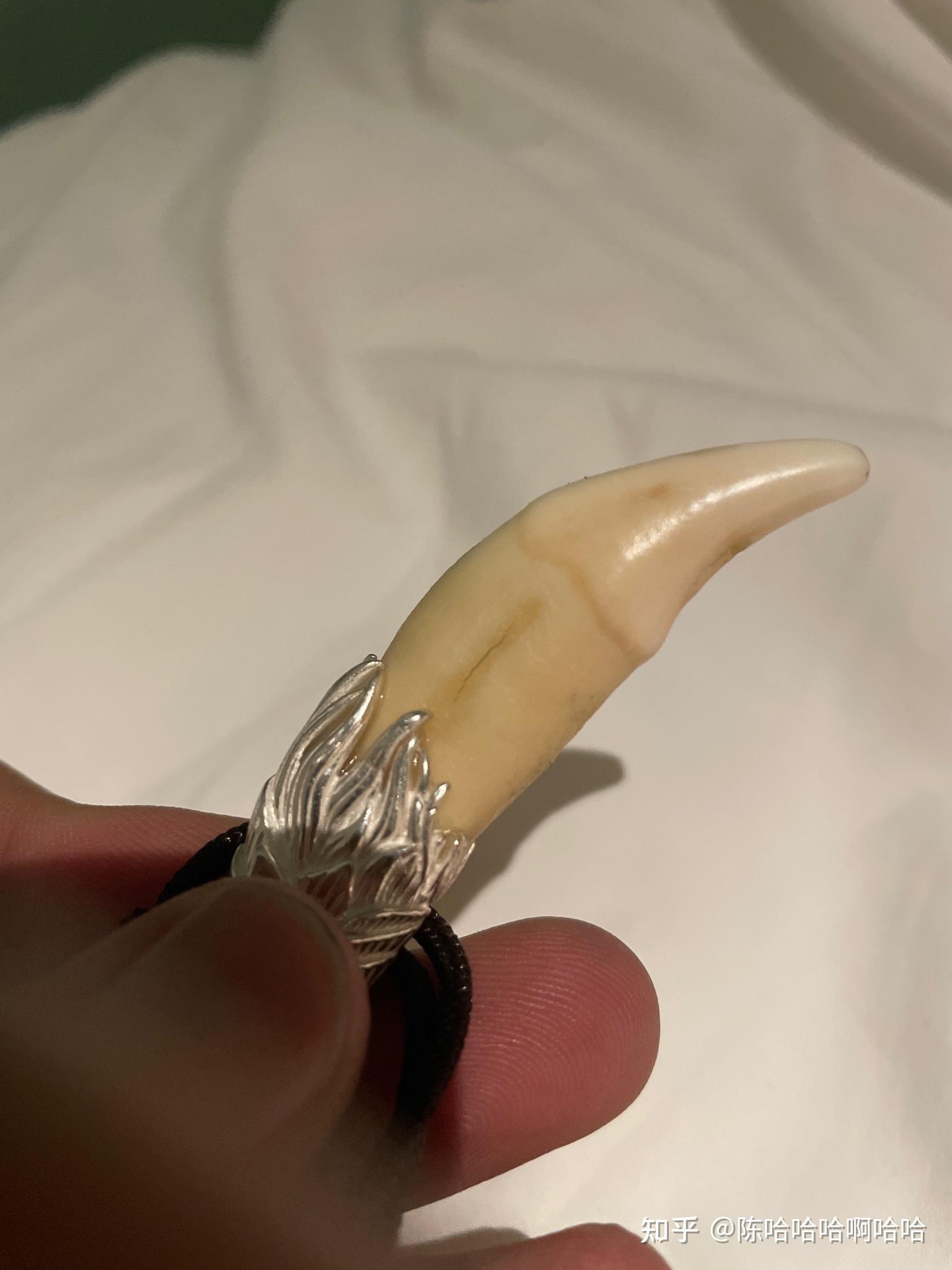 1000在蒙古买的狼牙是真的吗