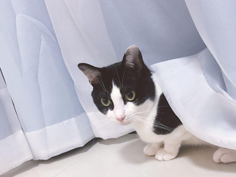 为什么奶牛猫有喵界神经病之称?