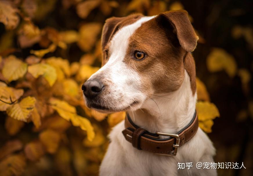 狗界排行榜之最帅的狗,网友:这颜值要逆天 - 知乎