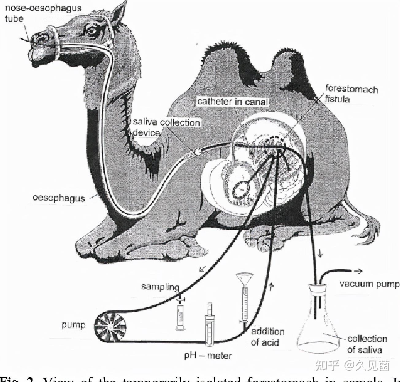 骆驼的口腔结构图片