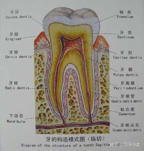 饭后立即刷牙可以吗