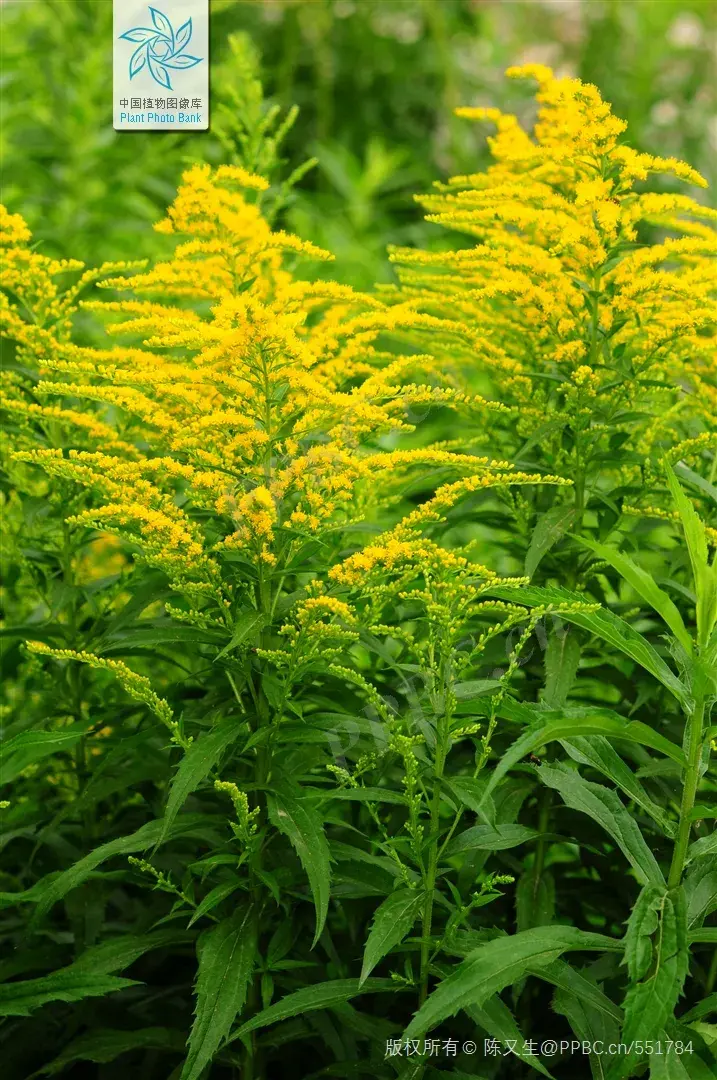 最熟悉的惡之花加拿大一枝黃花丨花花萬物