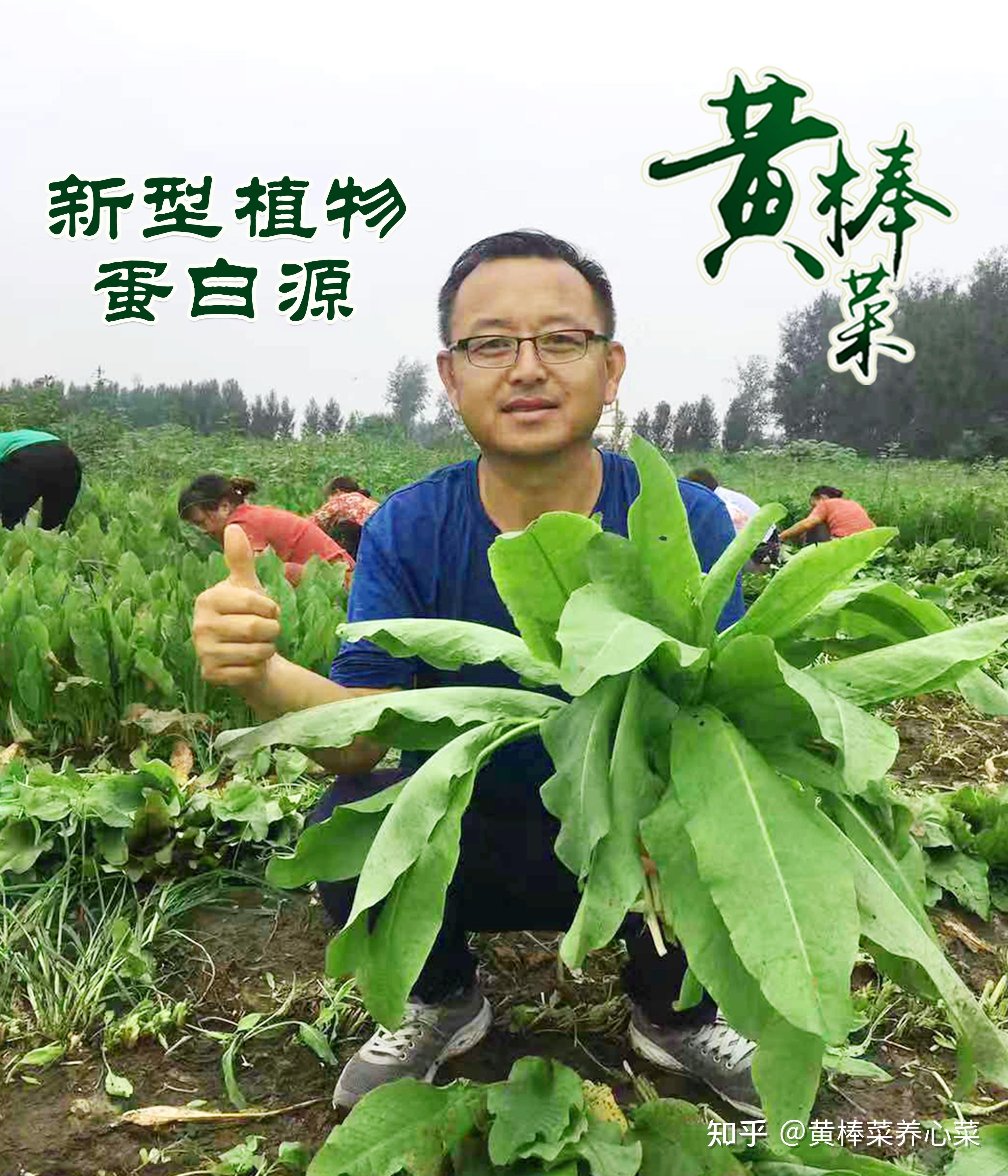 黄棒菜百科图片