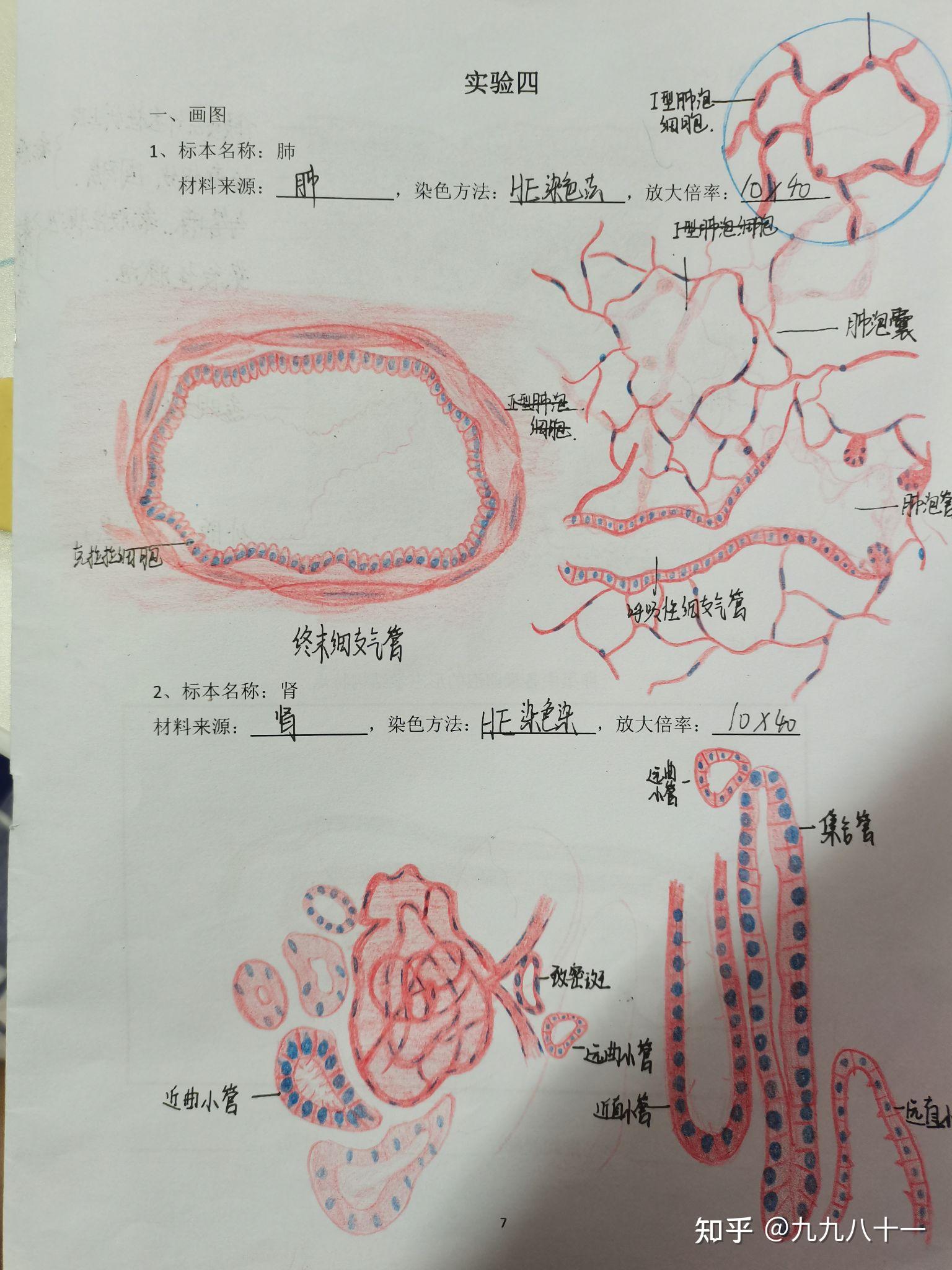 肺&肾(未批改)小肠&肝神经元和胶质细胞&肾上腺复层扁平上皮&骨骼肌