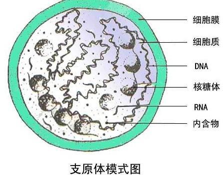 什么是支原体