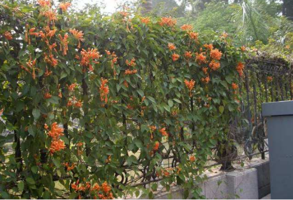 苗木的基础知识 苗木的分类 知乎