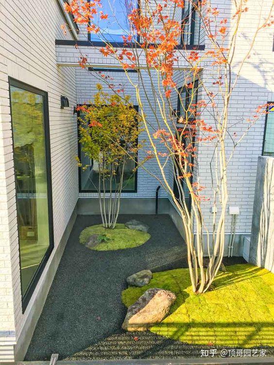 庭院树应该怎么选择