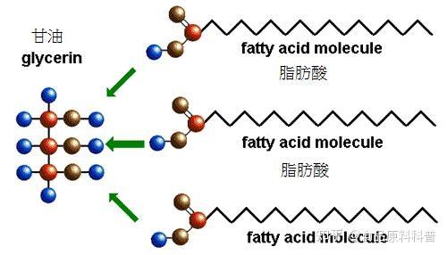 脂肪酸化学结构图片