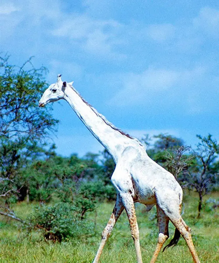 【非洲动物】世间稀有的白色长颈鹿又高又白太显眼,仅剩最后一只!